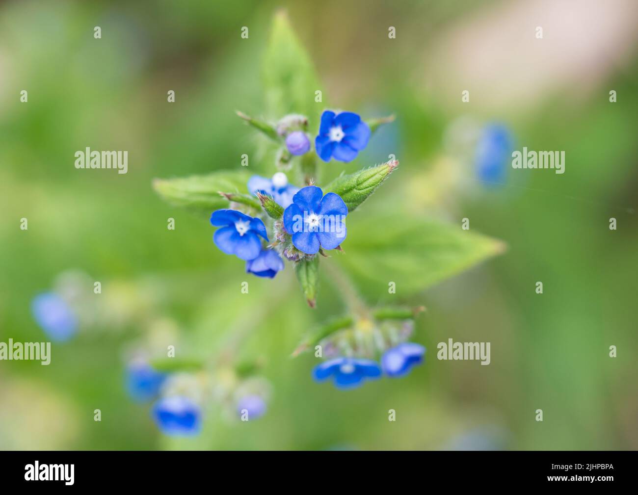 A macro shot of some blue green alkanet blooms. Stock Photo