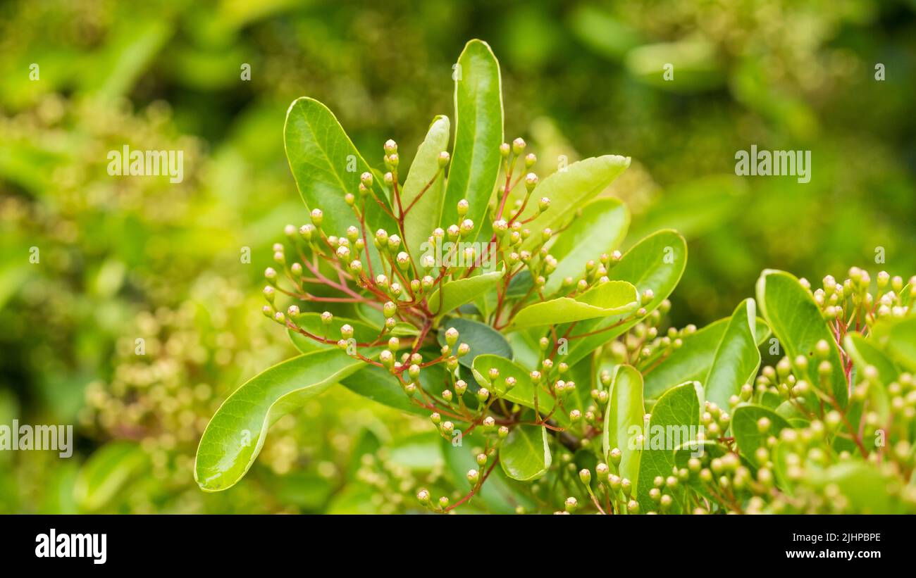 A macro shot of the flower buds forming within the branches of a pyracantha bush. Stock Photo