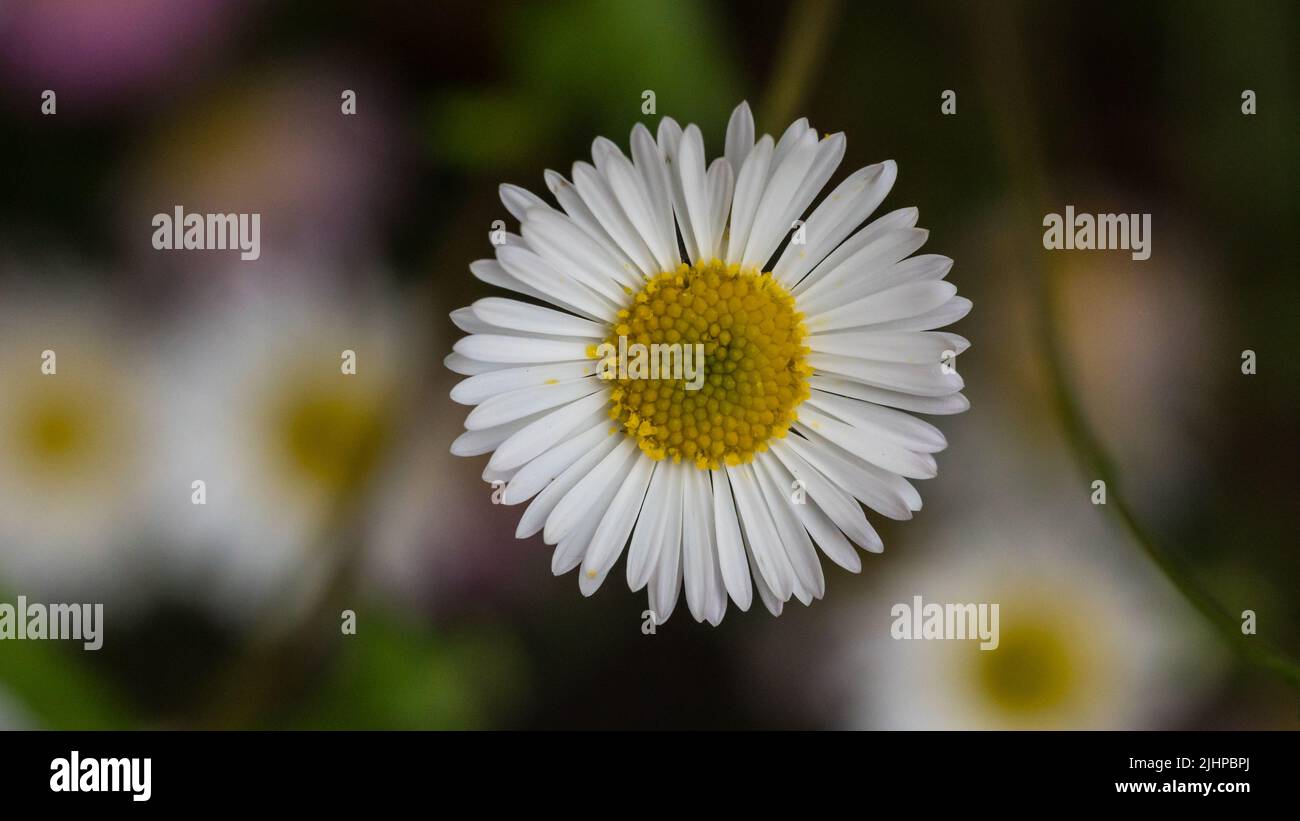 A macro shot of a white erigeron bloom. Stock Photo