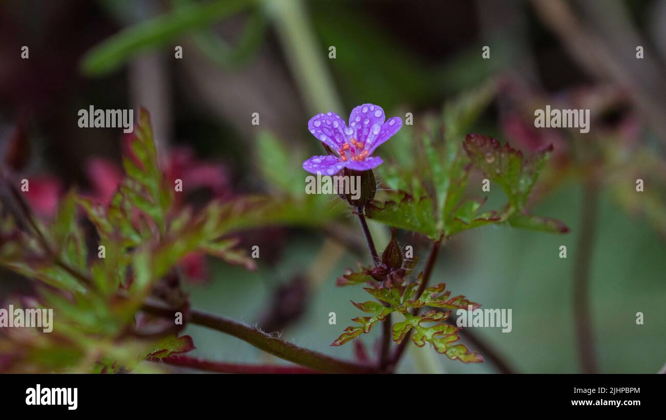 A macro shot of a wet herb robert bloom. Stock Photo