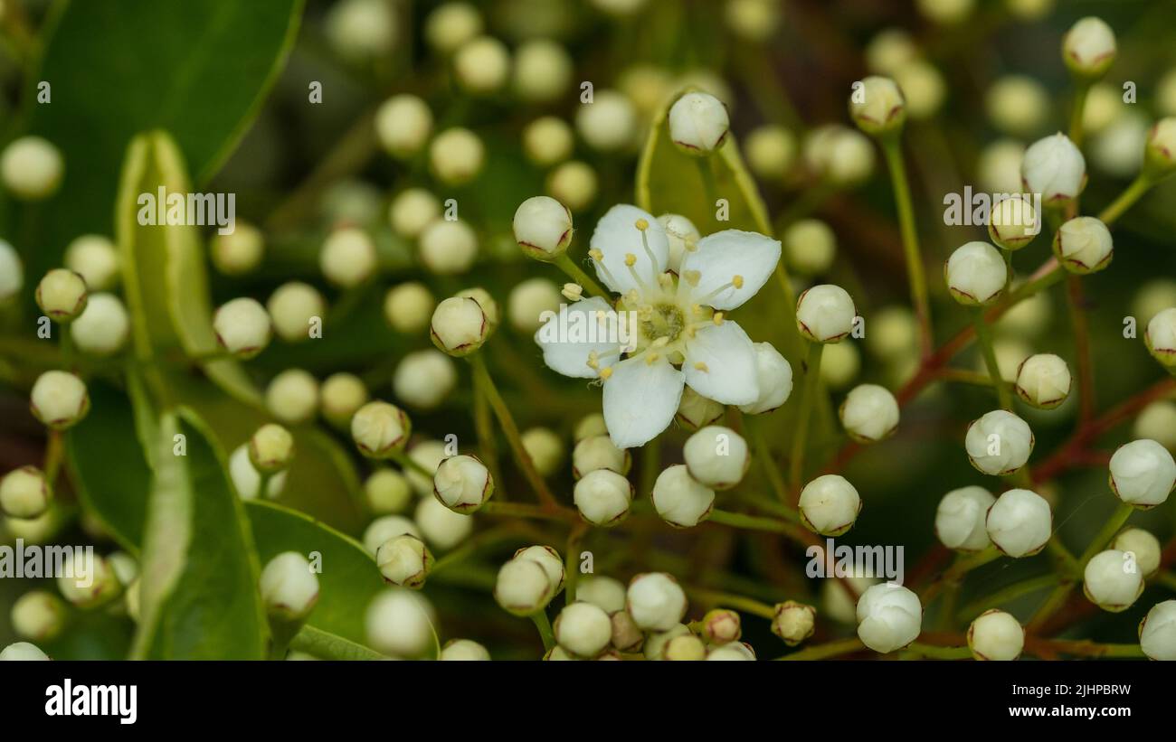 A macro shot of some white pyracantha bush blossom. Stock Photo