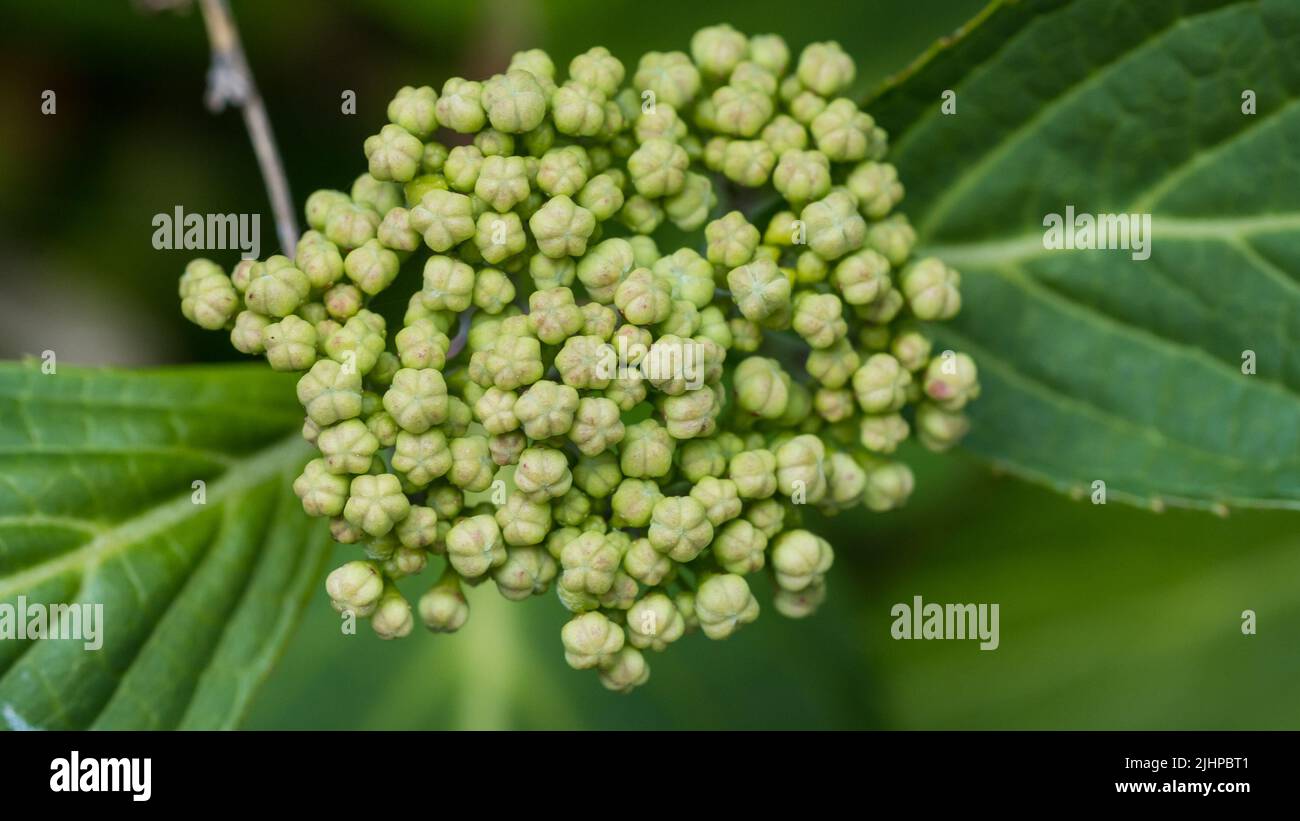 A macro shot of some lacecap hydrangea bush flower buds. Stock Photo