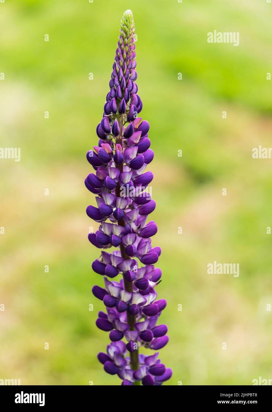 A macro shot of a purple lupin flower spike. Stock Photo