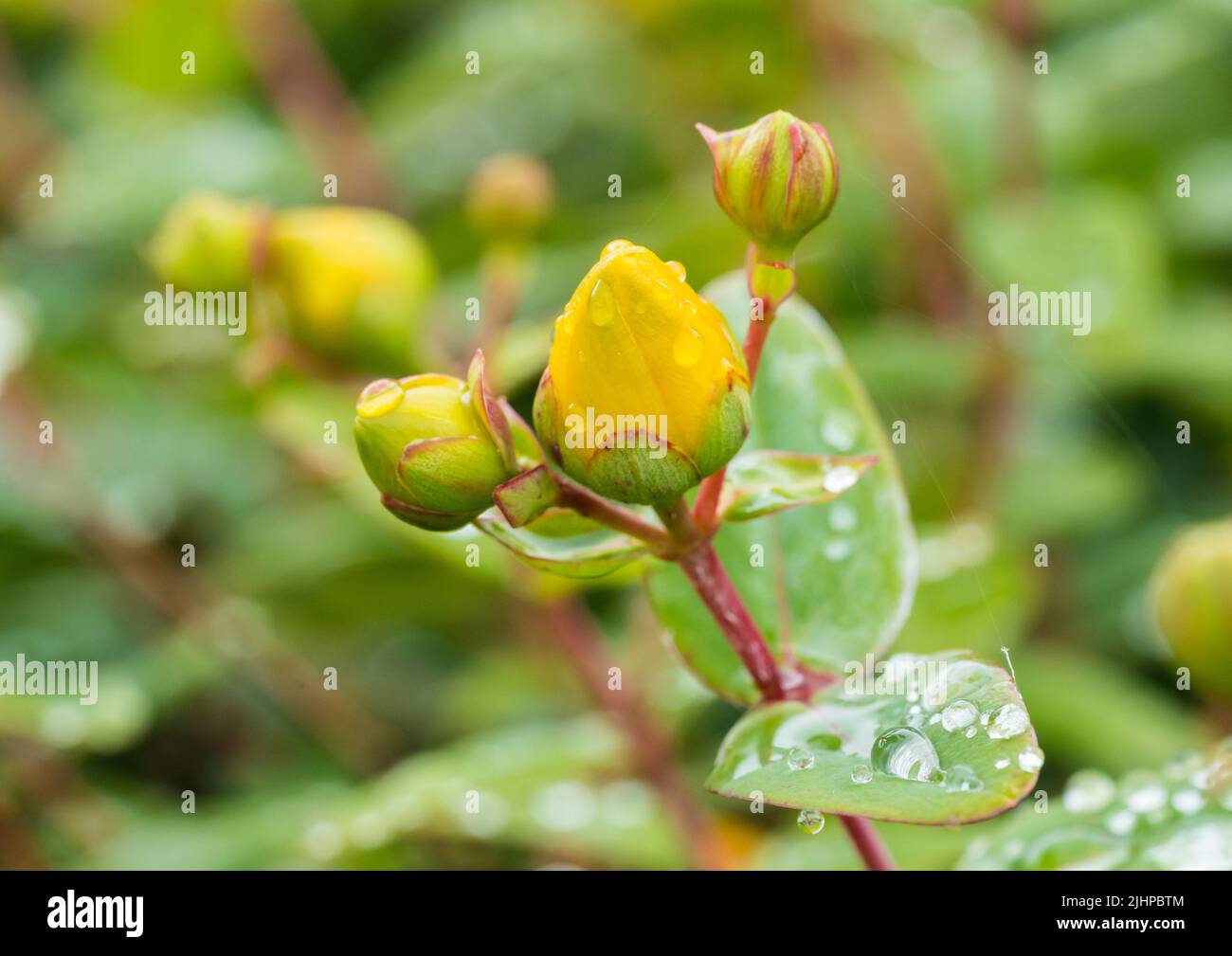A macro shot of the flower buds of a hypericum bush. Stock Photo