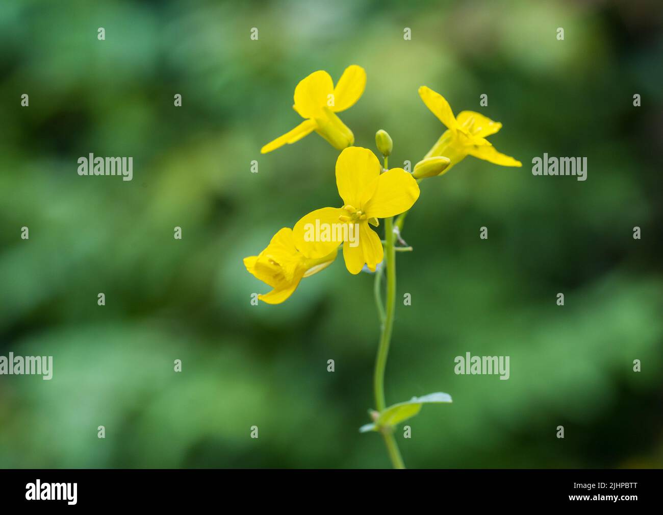 A macro shot of a pretty yellow wildflower. Stock Photo