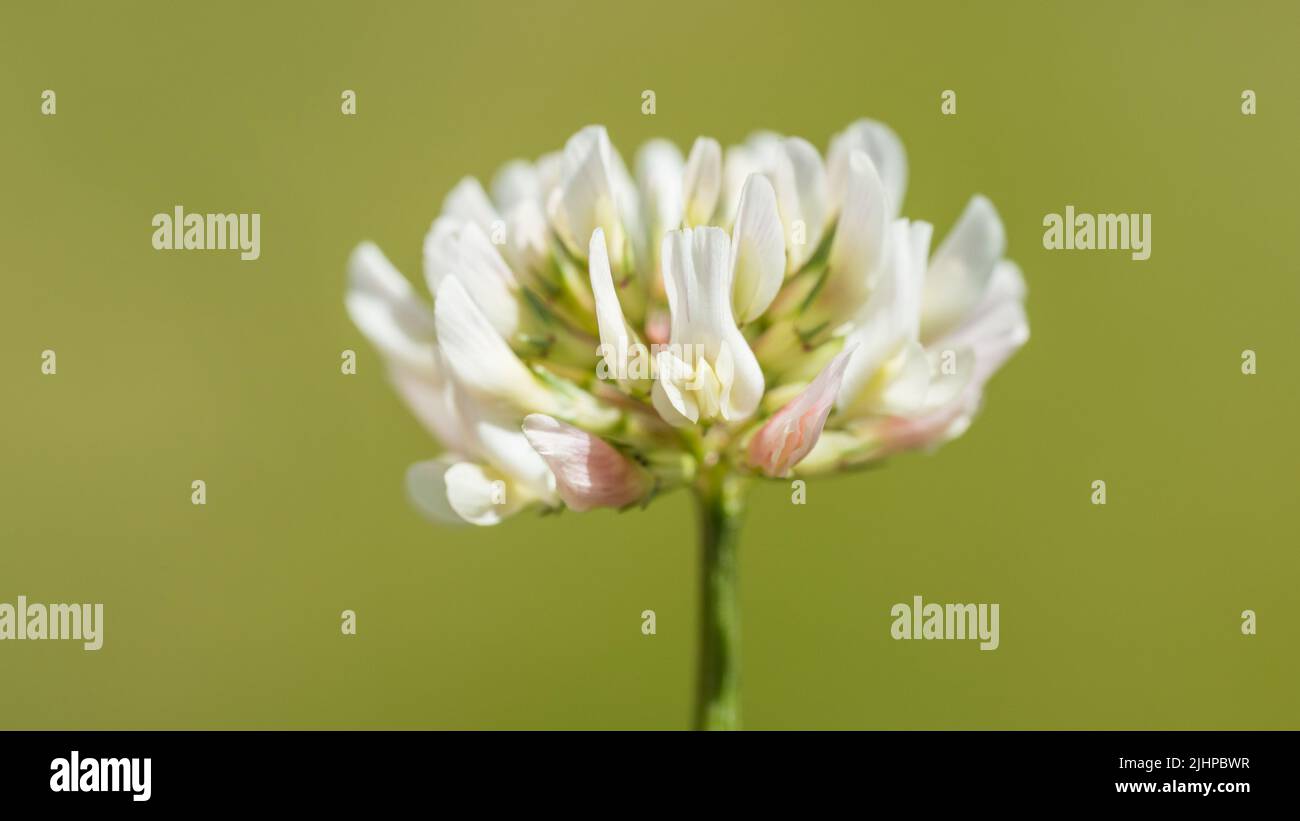 A macro shot of a white clover bloom. Stock Photo