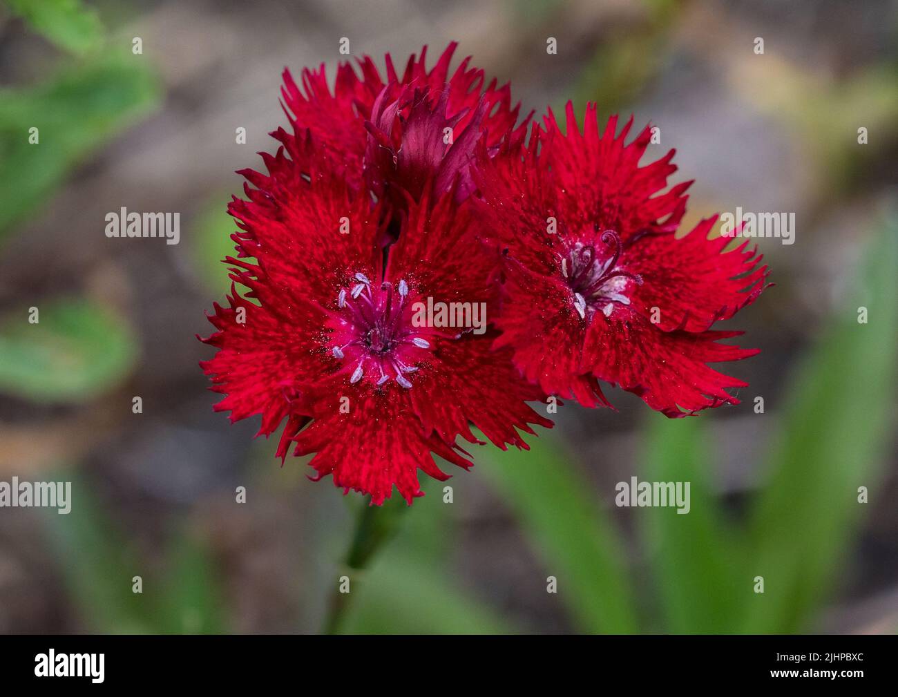 A macro shot of some red dianthus blooms. Stock Photo