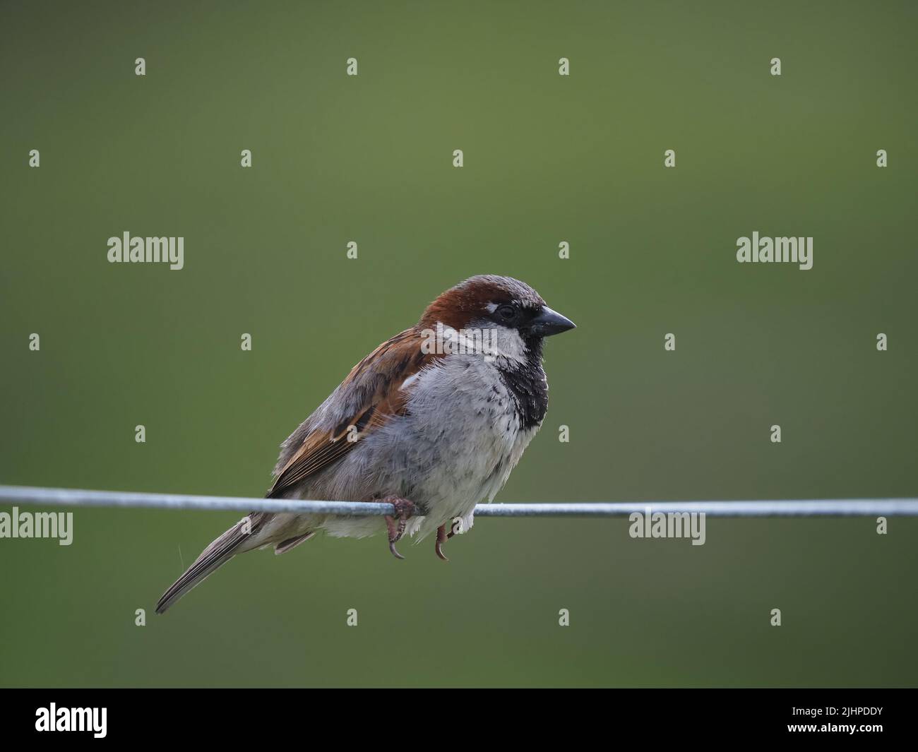 House sparrows are declining in many areas, but are often found in family or communal parties. Stock Photo