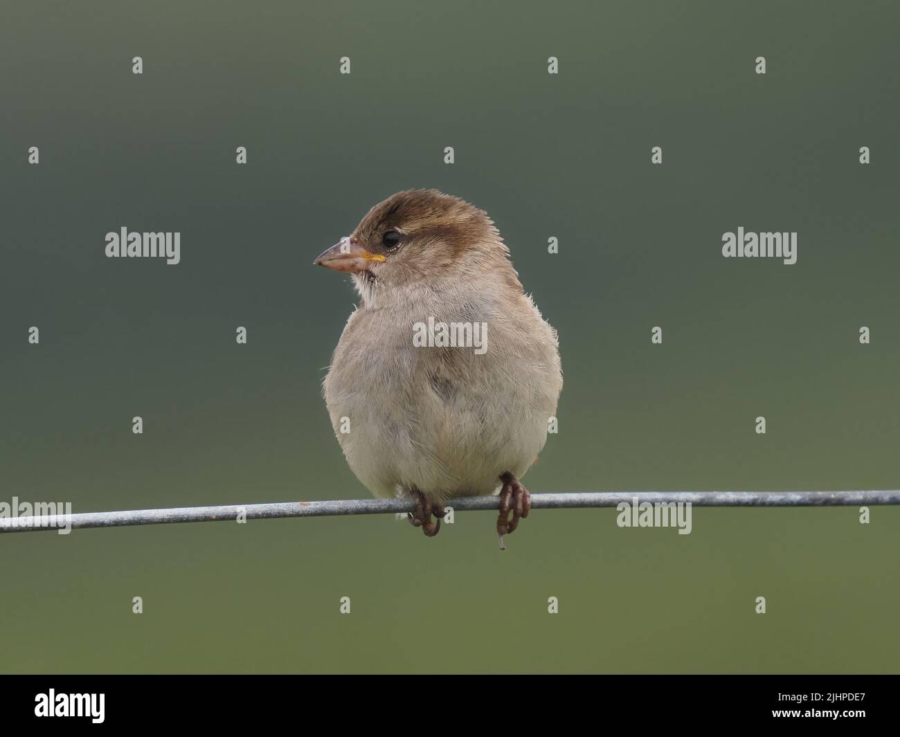 House sparrows are declining in many areas, but are often found in family or communal parties. Stock Photo