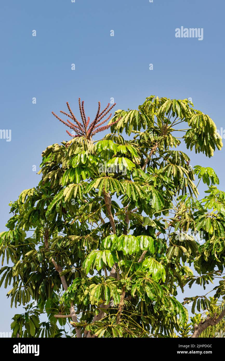 Regenschirmbaum (schefflera actinophylla harms) mit Blütenständen auf Teneriffa Stock Photo