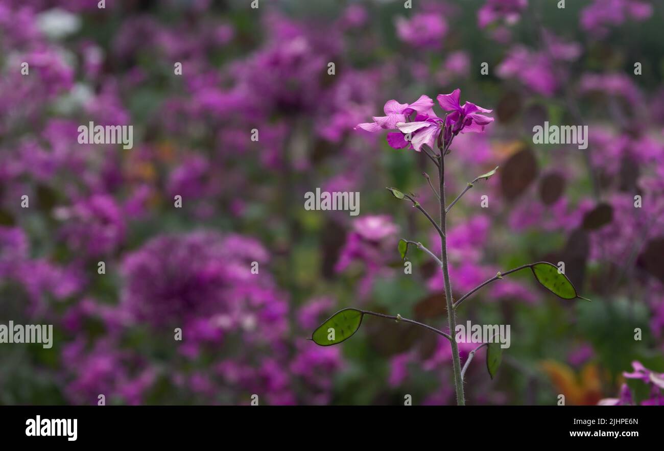 Purple flower isolated from the background, selective focus, background Stock Photo