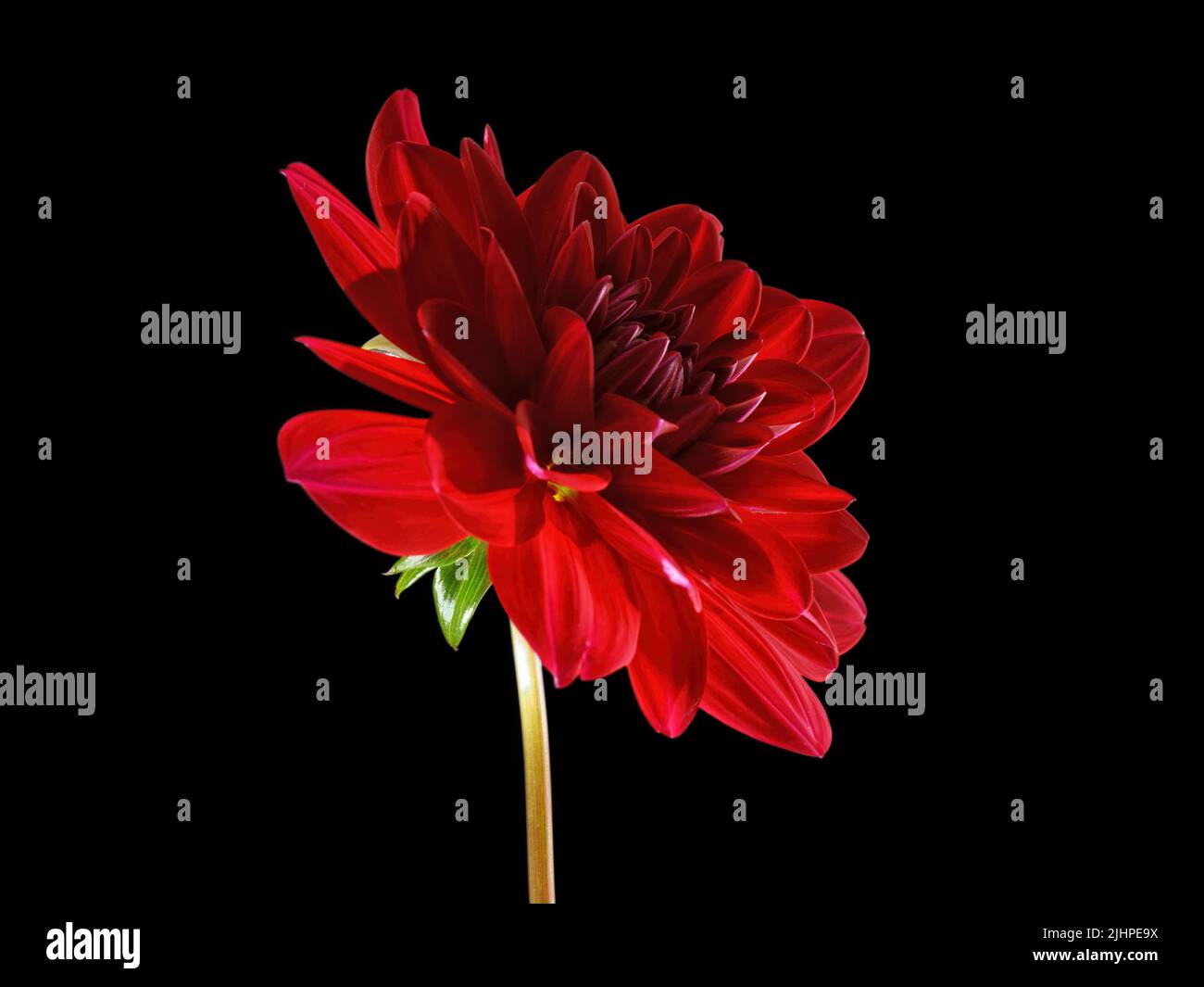 Red dahlia flower extreme close up.. Side view. Flower macro image isolated on black, clipping path included Stock Photo