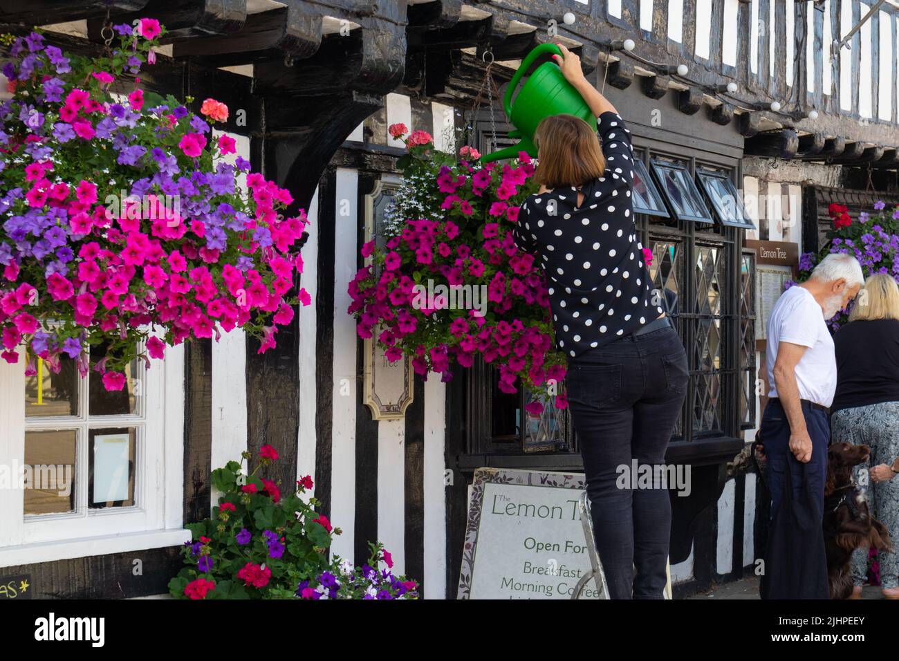 A woman feeds hanging baskets with water on a hot summers day outside the lemon tree cafe, tenterden, kent, uk Stock Photo
