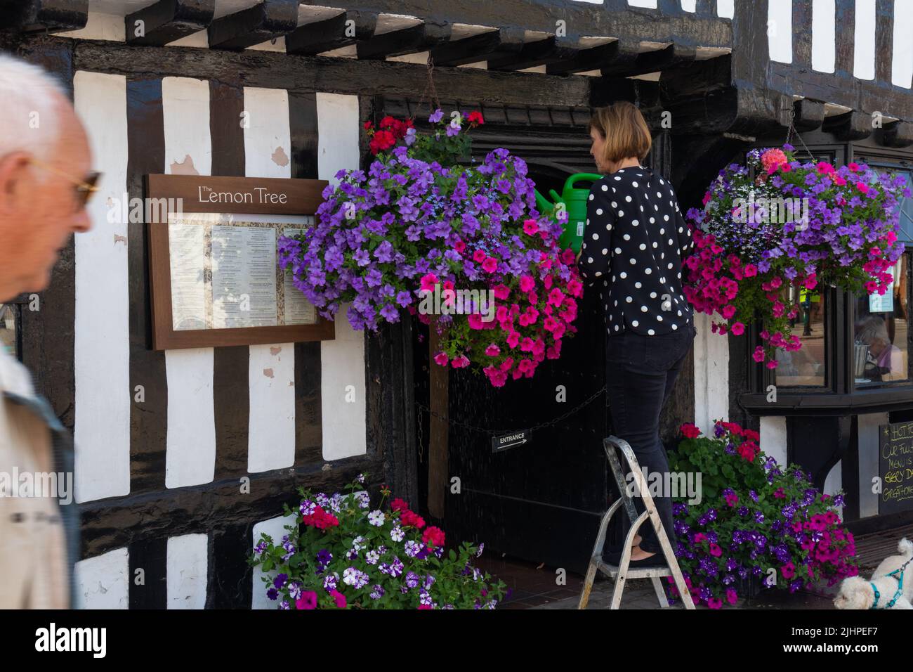A woman feeds hanging baskets with water on a hot summers day outside the lemon tree cafe, tenterden, kent, uk Stock Photo