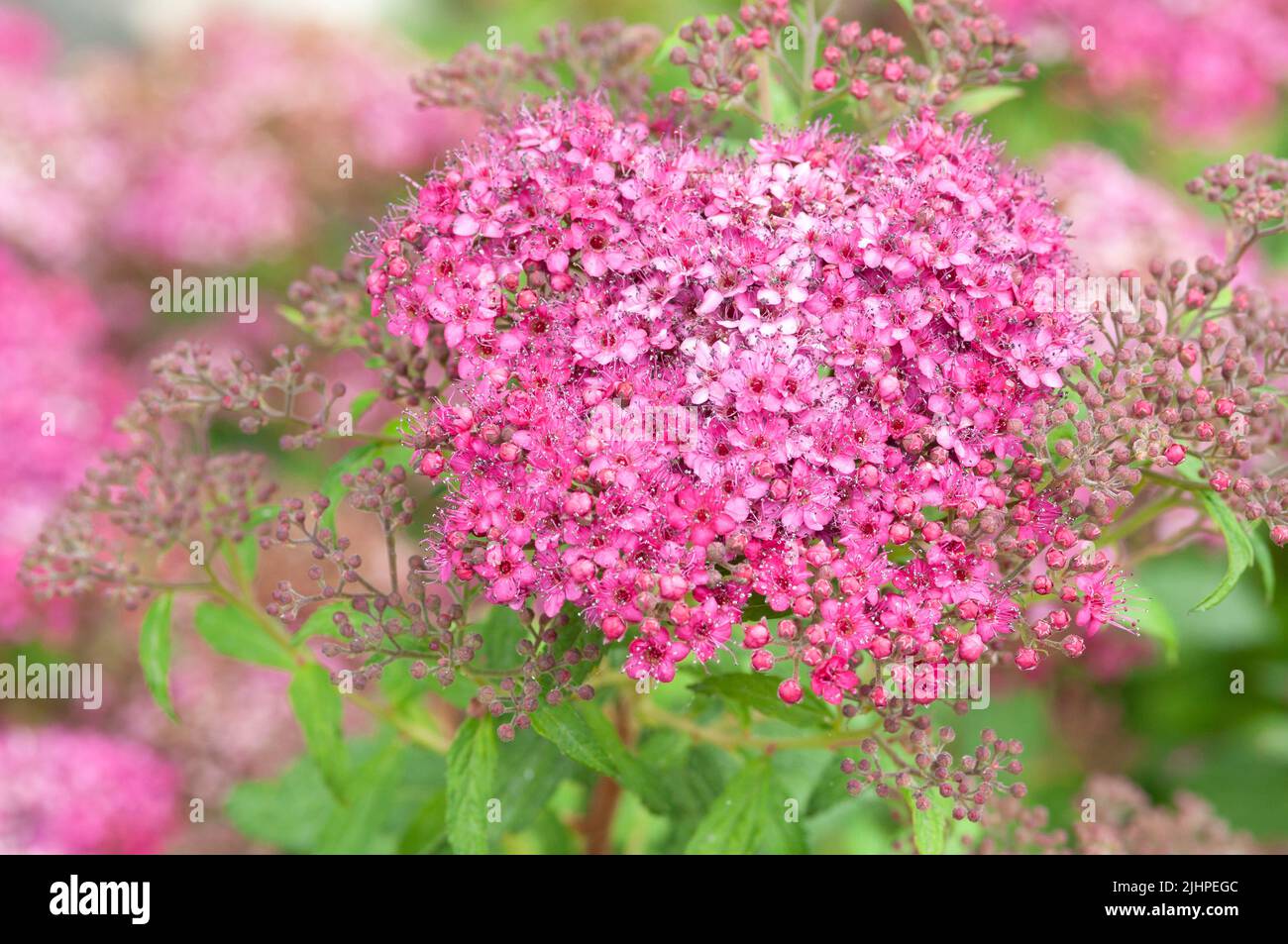 Spiraea Japonica Flower, Japanese Spiraea Stock Photo Alamy