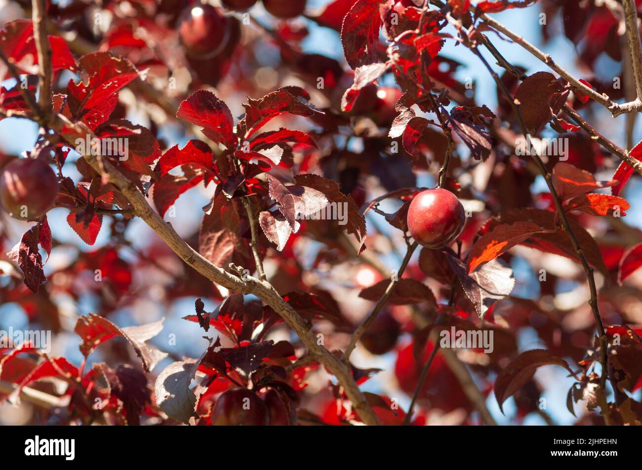 italy, Lombardy, Cherry Plum or Myrobalan Plum Fruit, Prunus Cerasifera Stock Photo