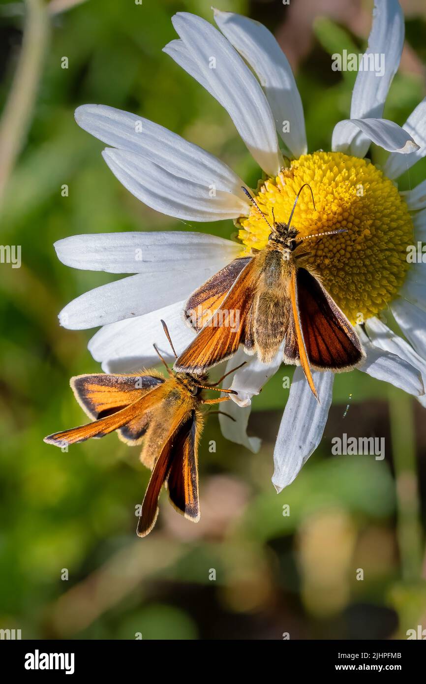 Macro photography gives one the opportunity to observe the world of insects that thrives around us yet goes un noticed to most people. Essex skipper Stock Photo