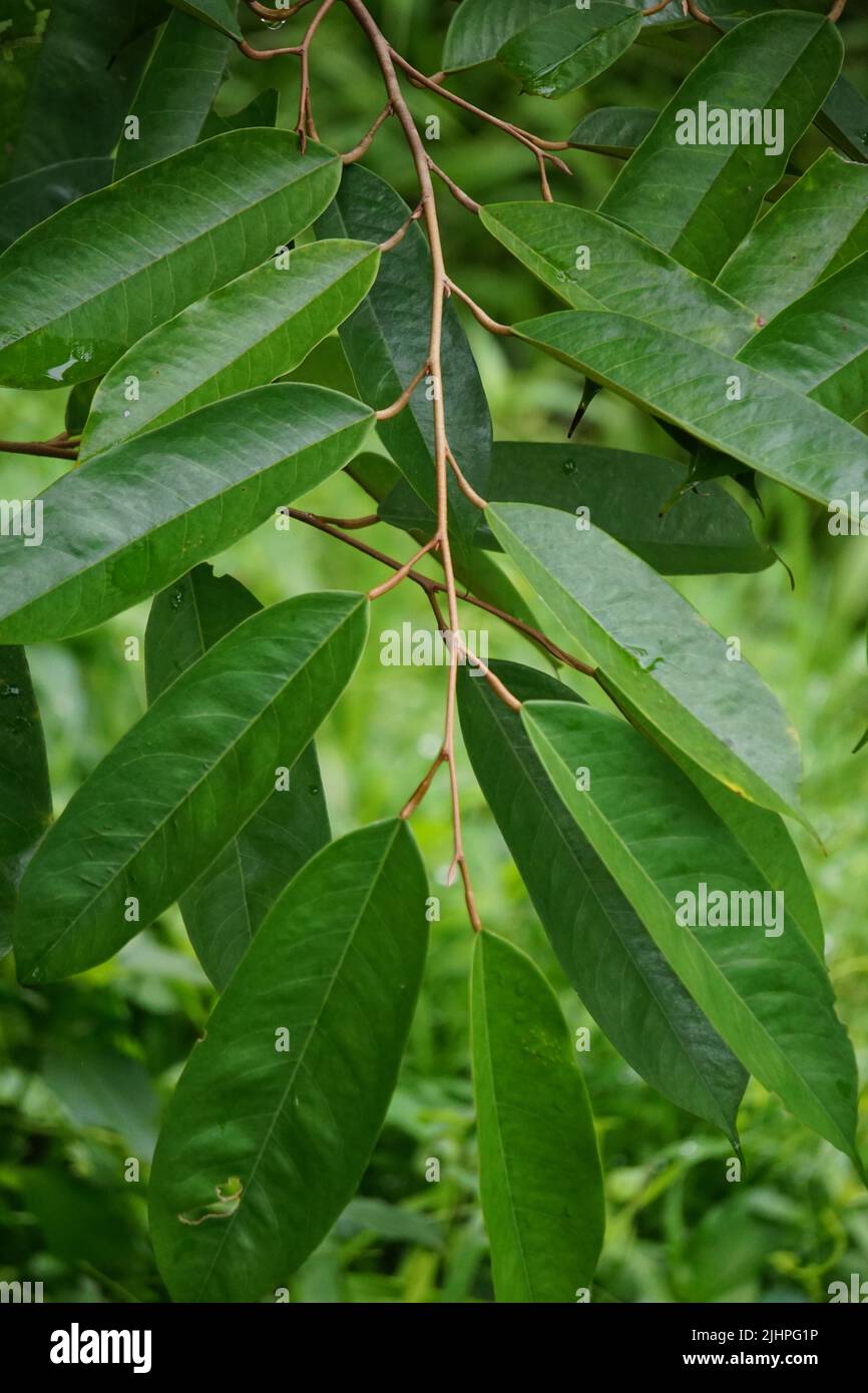 Green durian leaves with a natural background. Durian is one of the exotic  fruit from East Asia Stock Photo - Alamy