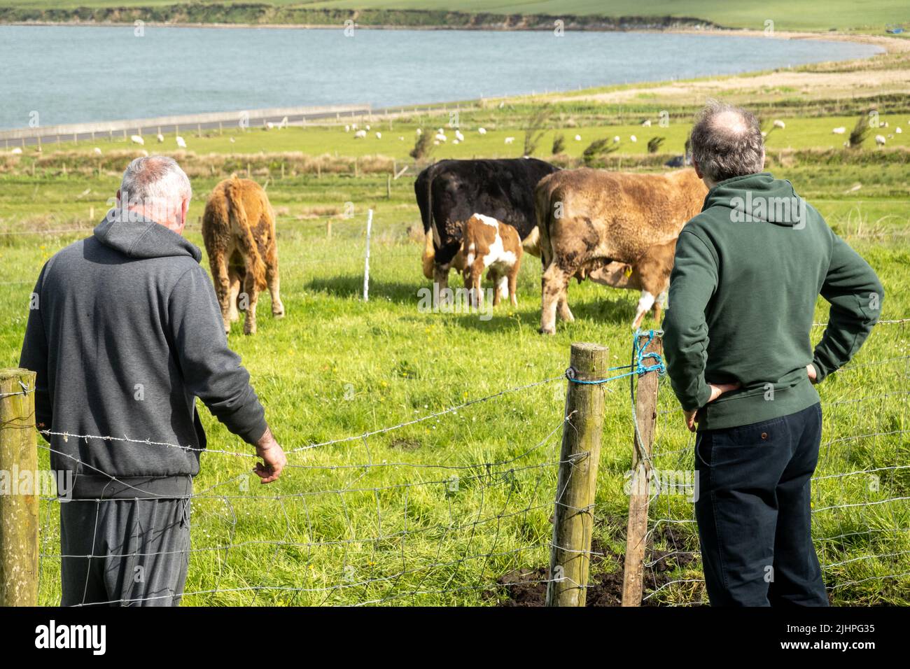 Cows in farmland, Belmullet, Co. Mayo Stock Photo