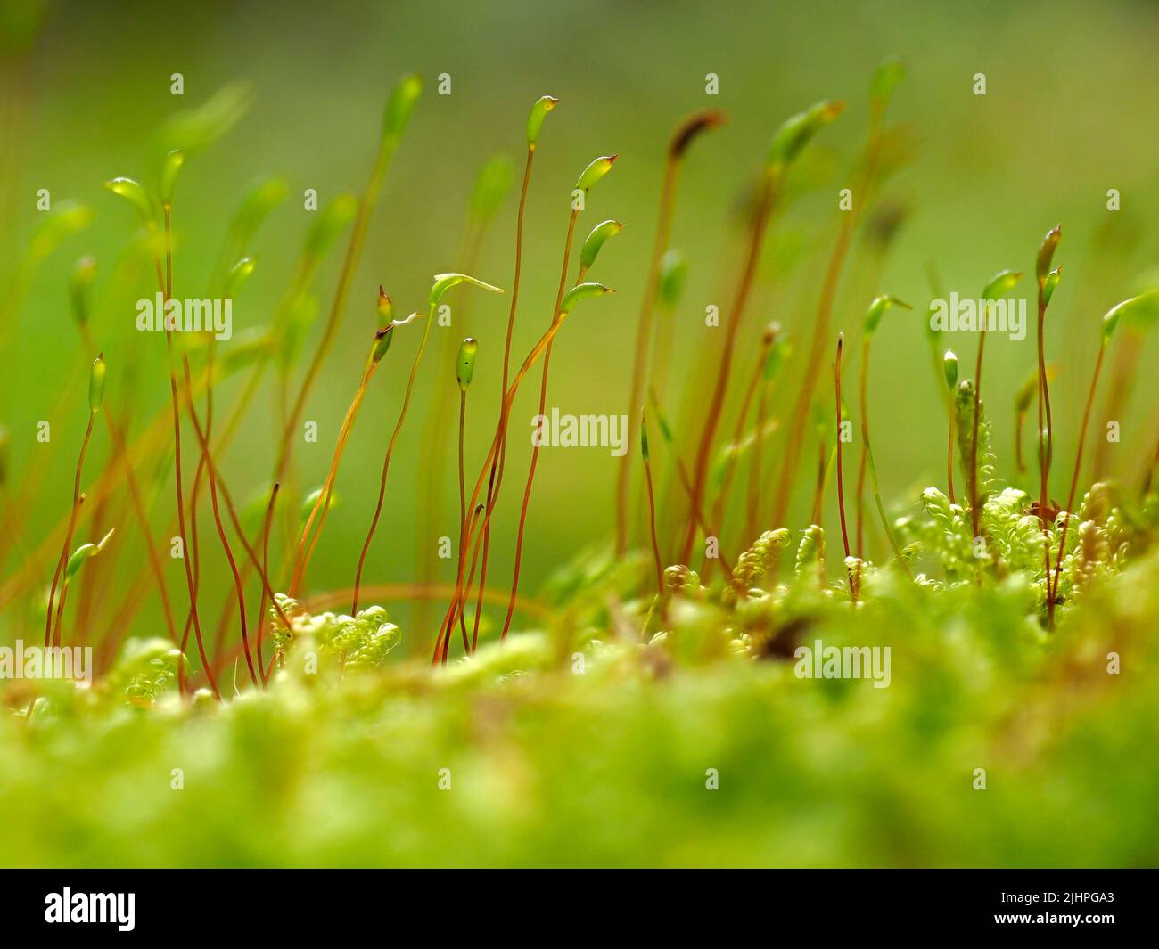 Moss spore capsuals, (Tortula muralis), Blean Woodlands, Kent UK, Stacked focus image Stock Photo