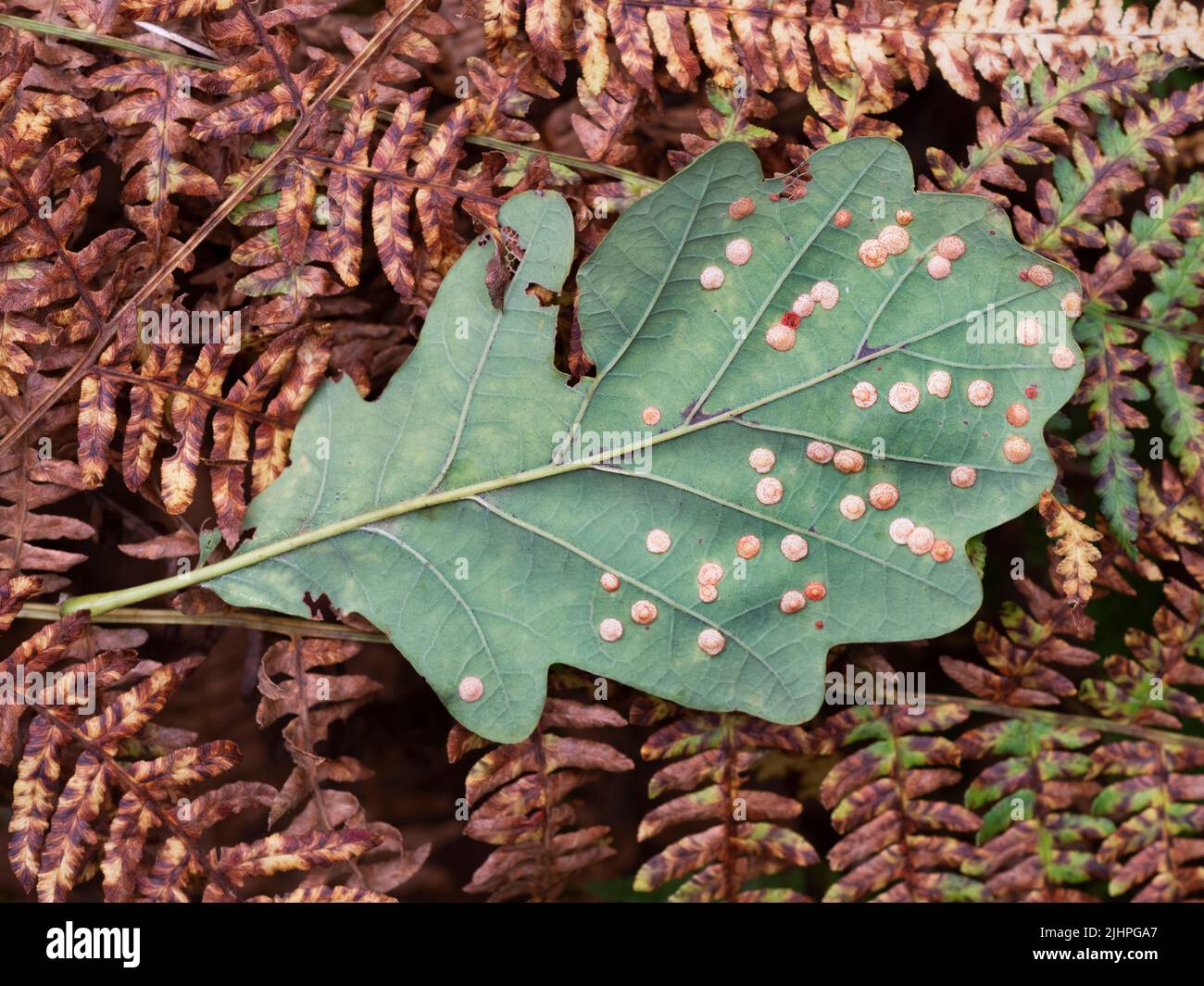 Spangle gall wasp (Neurotus quercusbaccarum) galls on underside of Oak (Quercus robur) leaf, Blean Woodlands, Kent UK Stock Photo