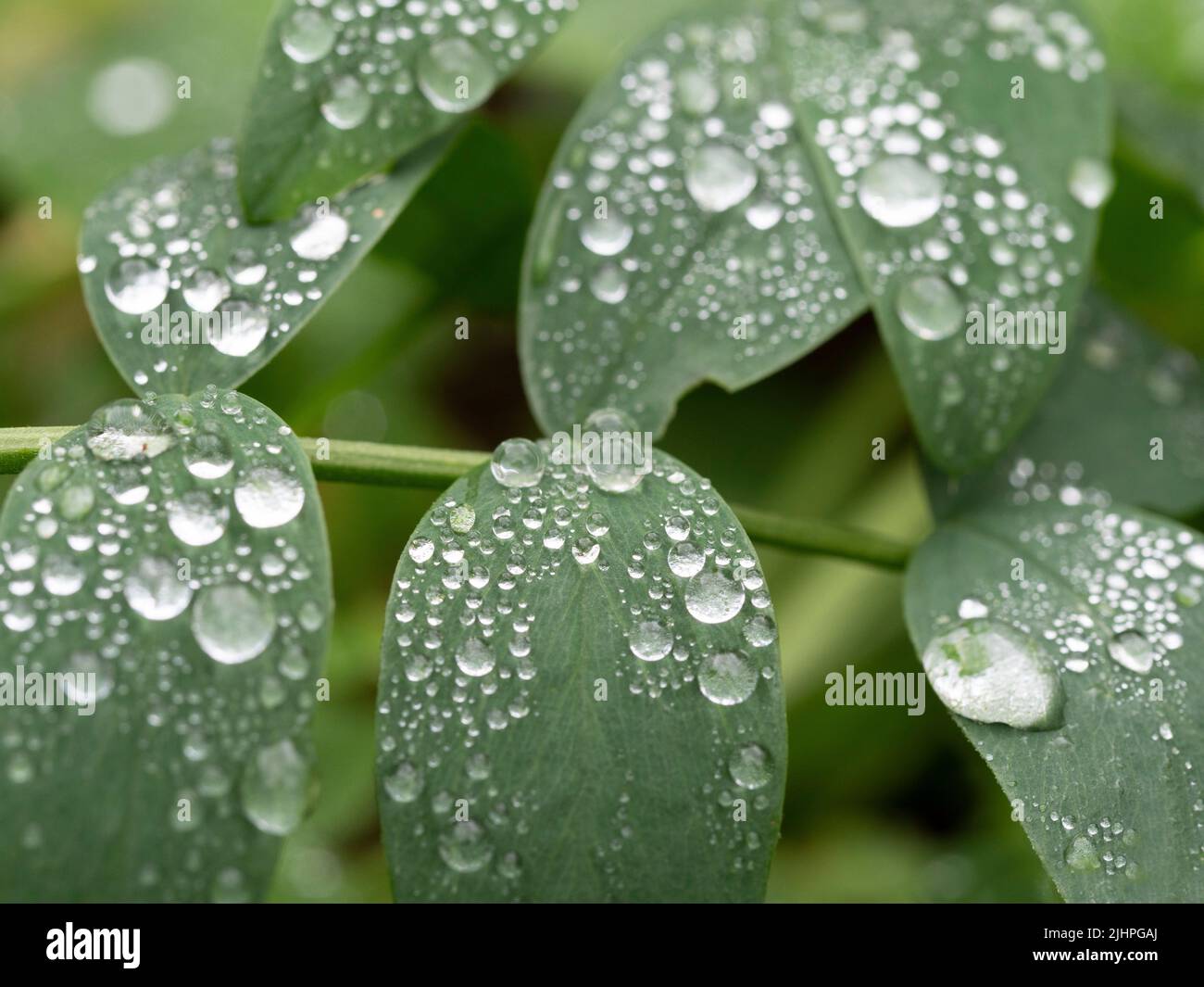 Rain water droplets on leaf, showing surface tension, Blean Woodlands, Kent UK Stock Photo