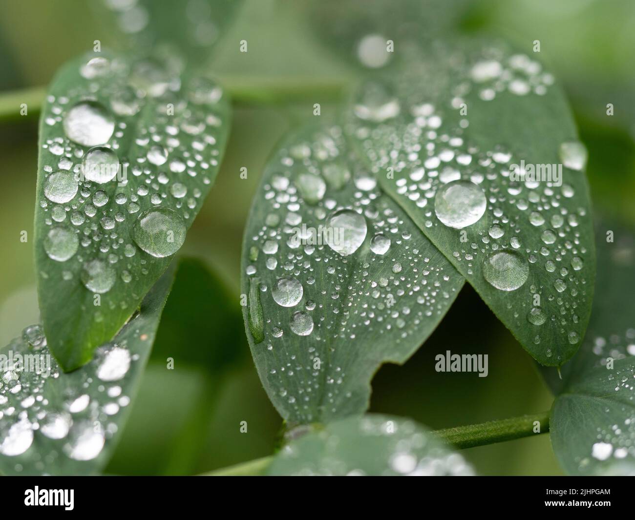 Rain water droplets on leaf, showing surface tension, Blean Woodlands, Kent UK Stock Photo
