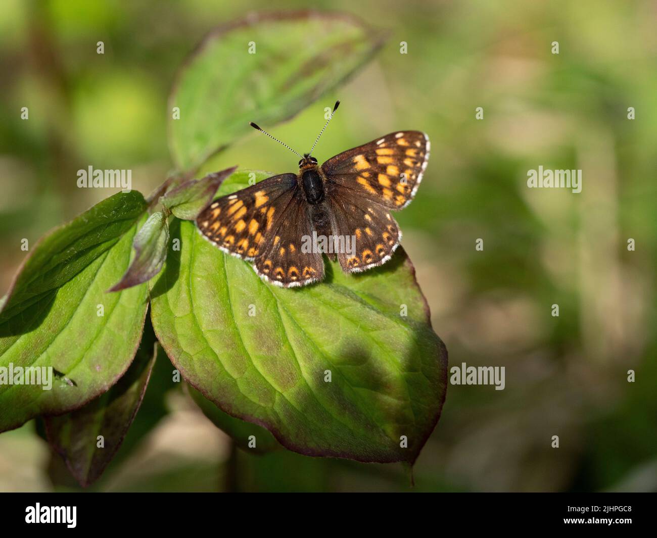 Duke of Burgundy Butterfly, (Hamearis lucina), Bonsai Woodlands, Kent UK, UK Priority species, Threatened European species Stock Photo