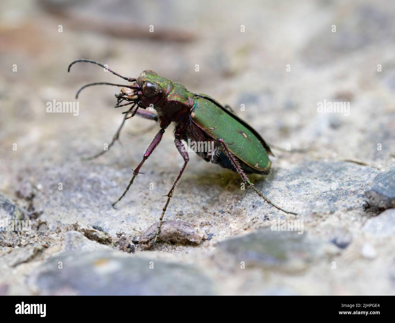 Green Tiger Beetle, (Cicindela campestris) Bonsaid Woodlands, Kent UK Stock Photo