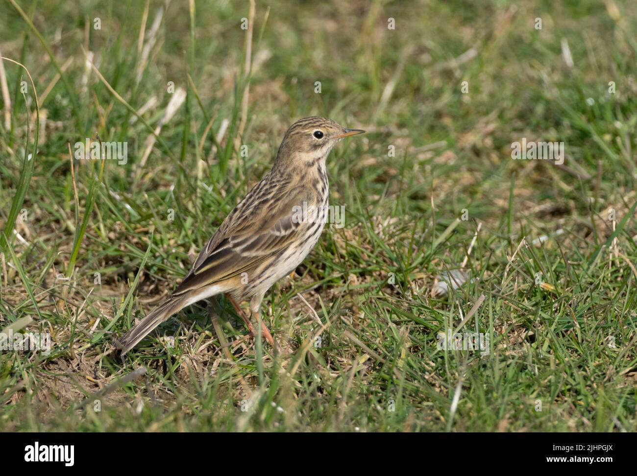 Meadow Pipit (Anthus pratensis) Elmley Nature Reserve, Kent, UK Stock Photo