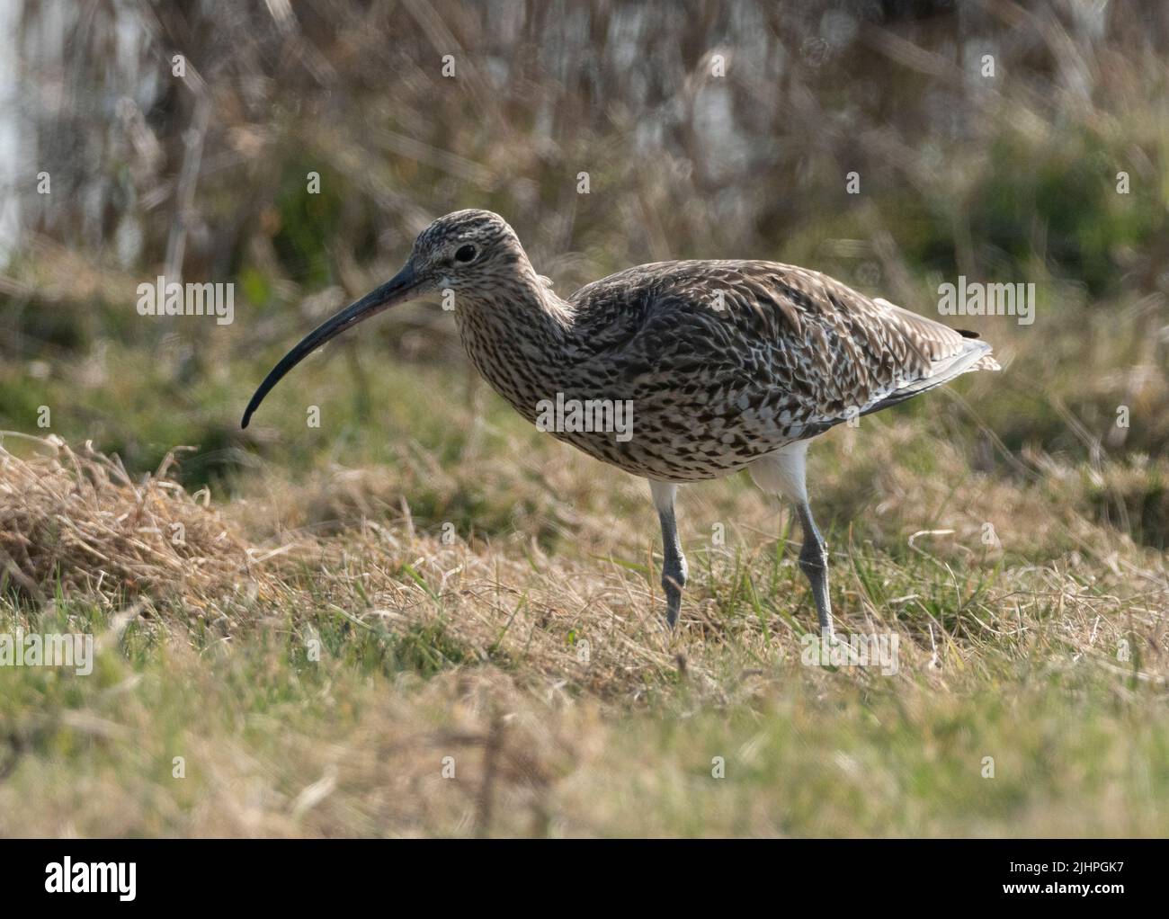 Curlew (Numenius arquata)Elmley Nature Reserve, Kent, UK Stock Photo