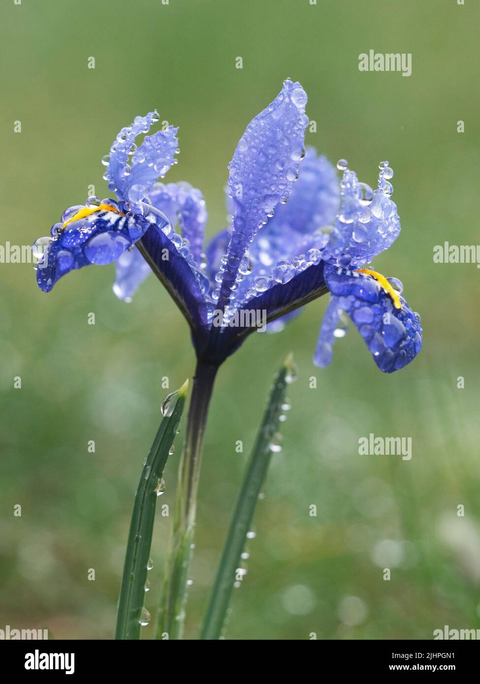 Iris flower (Iris sp.) after rain with water droplets, Garden, Kent UK Stock Photo