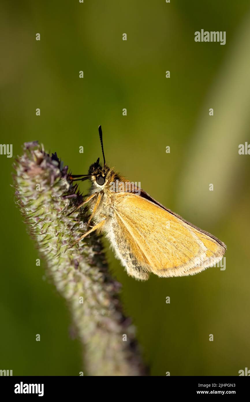 Macro photography gives one the opportunity to observe the world of insects that thrives around us yet goes un noticed to most people. Essex skipper Stock Photo