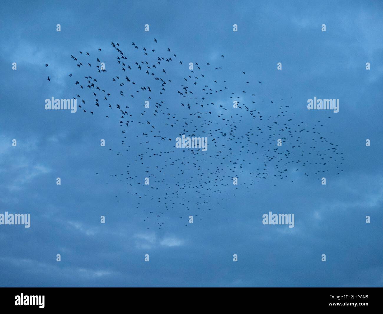 Common starling (Sturnus vulgaris) murmuration, flock gathering above harbour before landing at winter roost, Ramsgate KENT UK Stock Photo