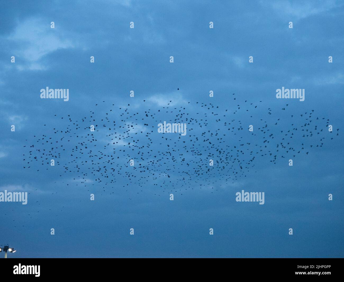 Common starling (Sturnus vulgaris) murmuration, flock gathering above harbour before landing at winter roost, Ramsgate KENT UK Stock Photo