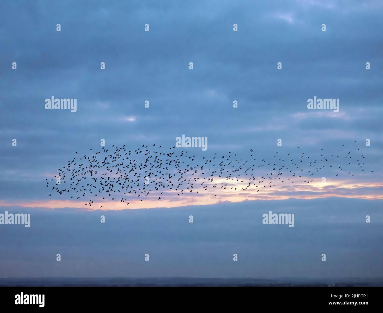 Common starling (Sturnus vulgaris) murmuration, flock gathering above harbour before landing at winter roost, Ramsgate KENT UK, sunset Stock Photo
