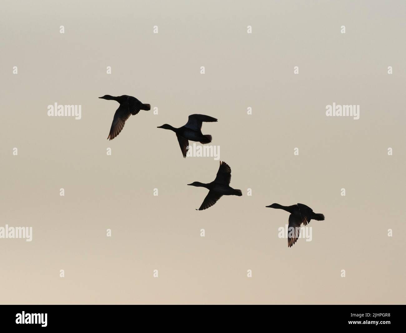 Group of Mallard Ducks (Anas platyrhynchos) flying against sunset sky, Restharrow Scrape, Sandwich Bay Bird Observatory Trust, Kent UK Stock Photo