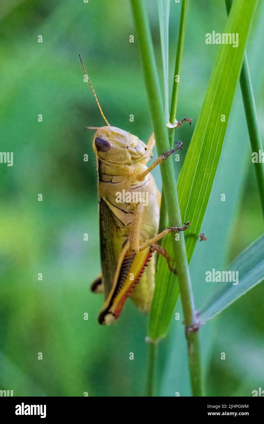 Macro photography gives one the opportunity to observe the world of insects that thrives around us yet goes un noticed to most people. A grasshopper. Stock Photo