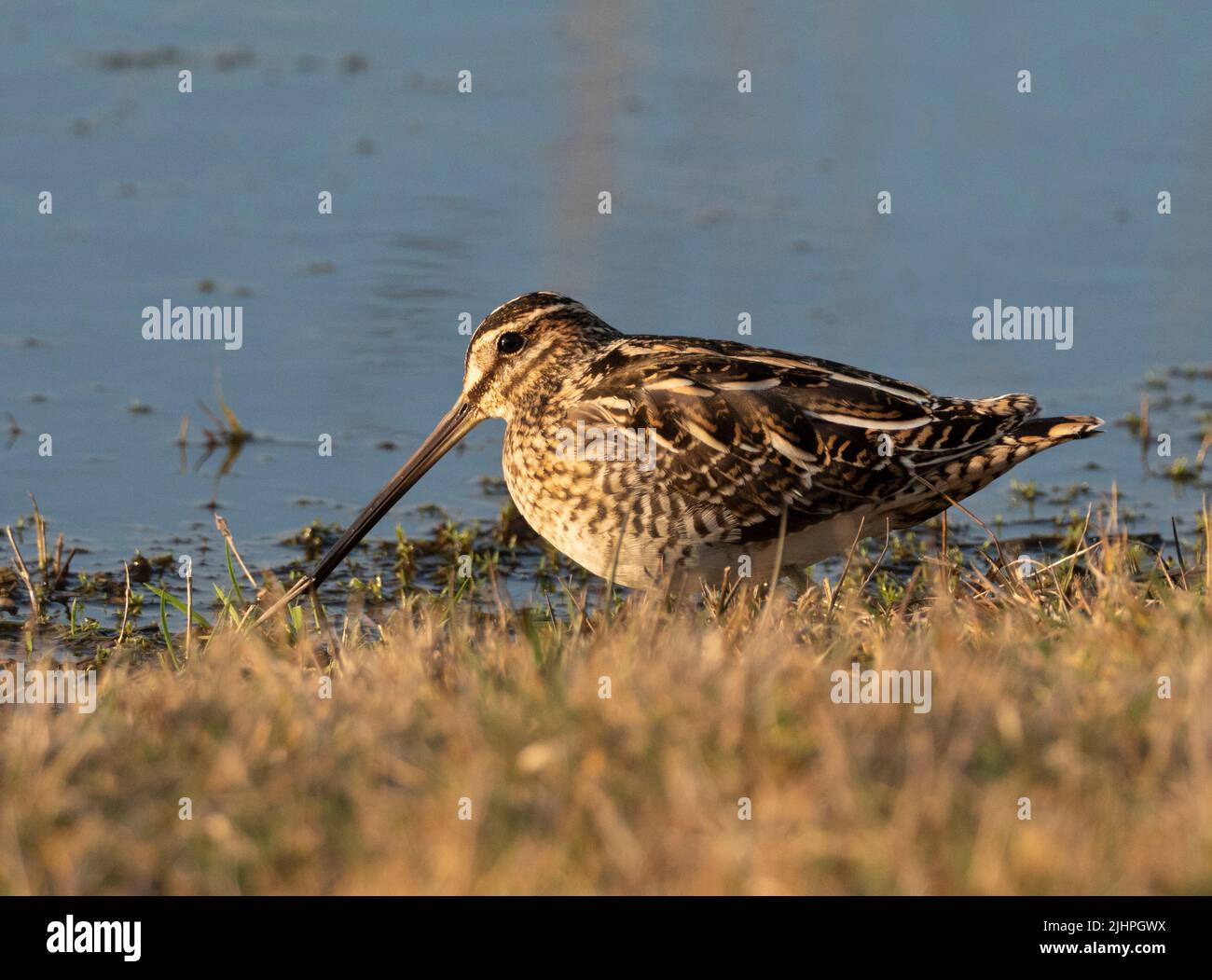 Snipe (Gallinago gallinago), Restharrow Scrape, Sandwich Bay Bird Observatory Trust, Kent UK Stock Photo