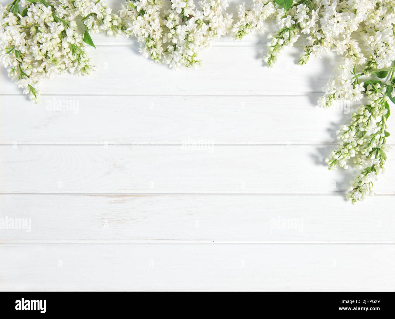 White lilac flowers on white washed wooden background Stock Photo