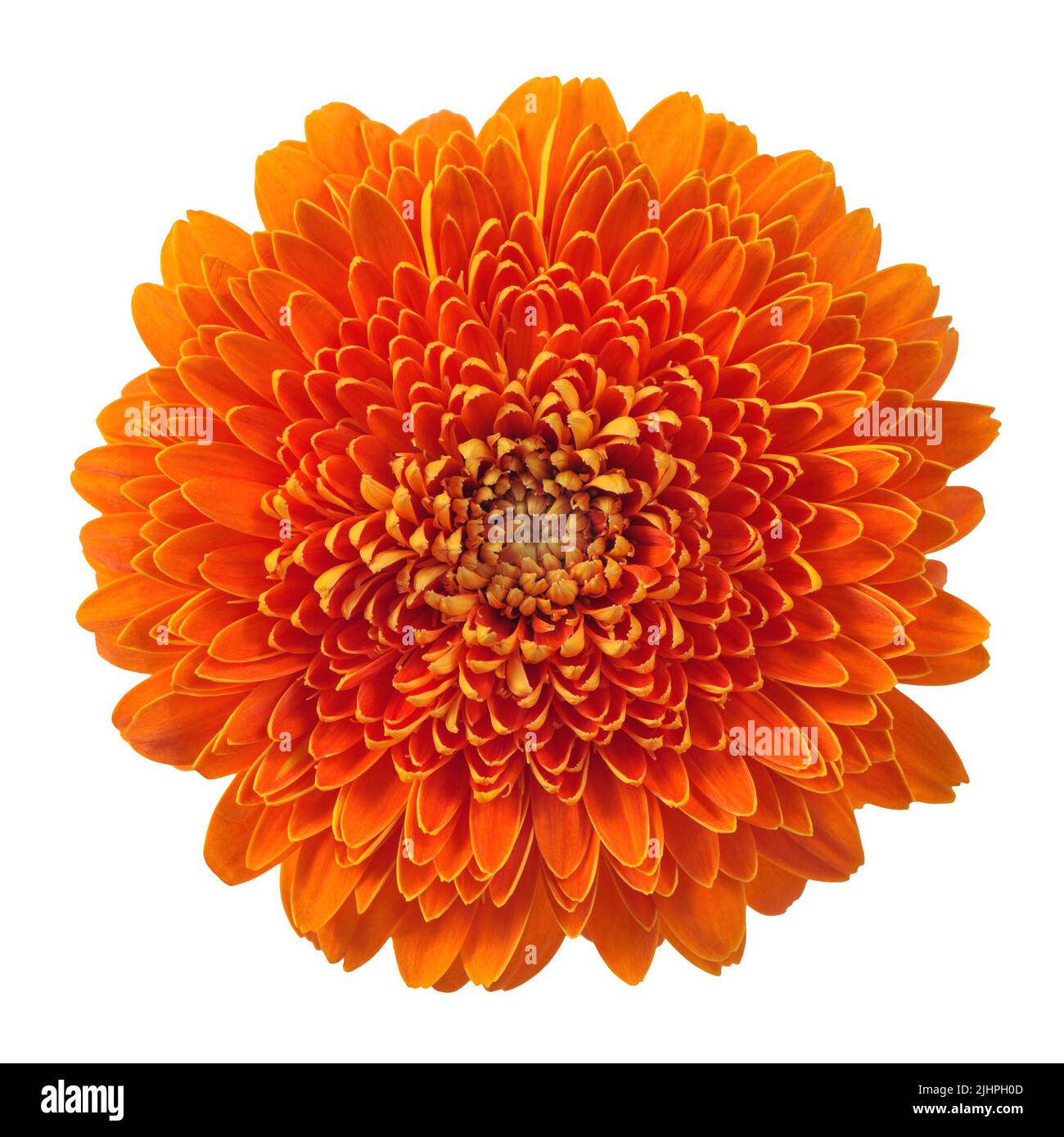 Gerbera flower head isolated on white background. Orange colored bloom Stock Photo