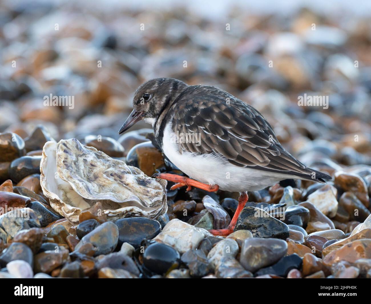 Ruddy turnstone (Arenaria interpres) turning discarded Oyster Shells on shingle beach, Whitstable, Kent UK, Turnstones can flip rocks almost as heavy Stock Photo