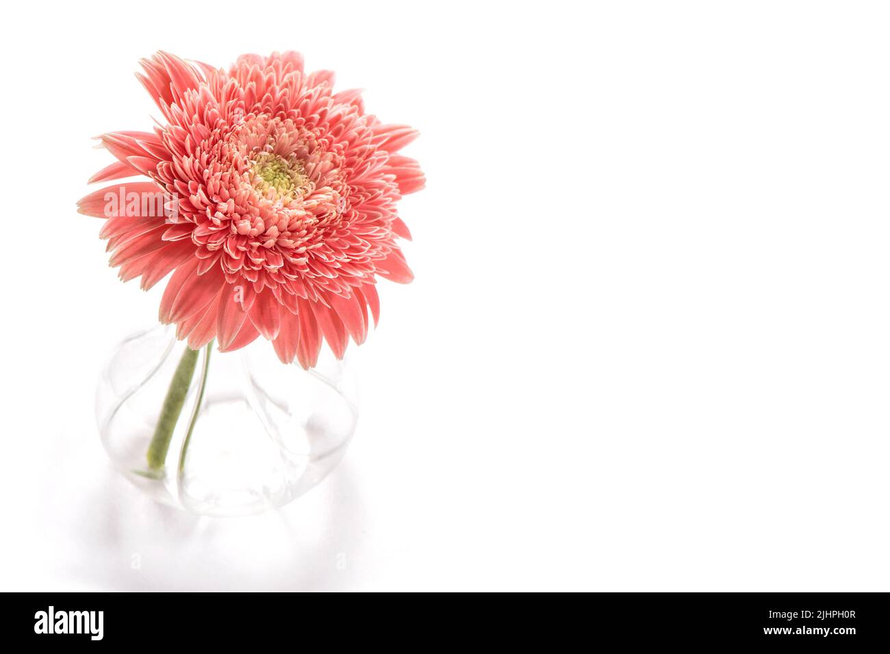 Pink gerbera flower in vase on white background Stock Photo