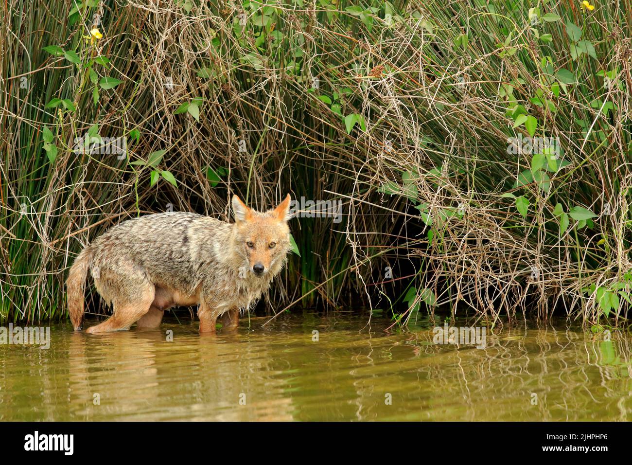 Golden jackal in the water Stock Photo