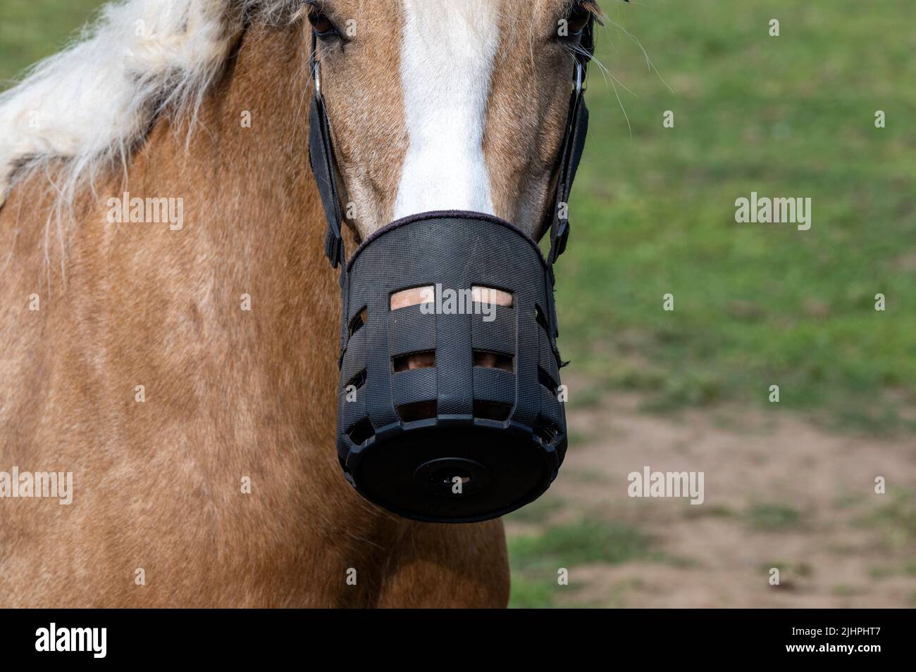 Horse wearing eating restrictor Stock Photo