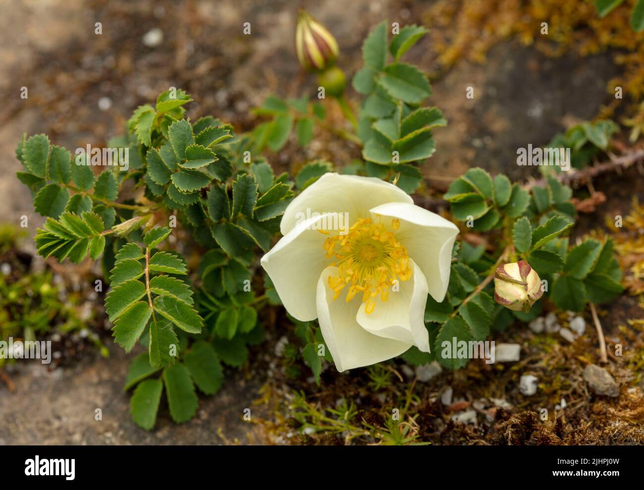 https://c8.alamy.com/comp/2JHPJ0W/delicate-rosa-spinosissima-scotch-rose-barrow-rose-fox-rose-wild-burnet-rose-natural-close-up-plant-portrait-2JHPJ0W.jpg