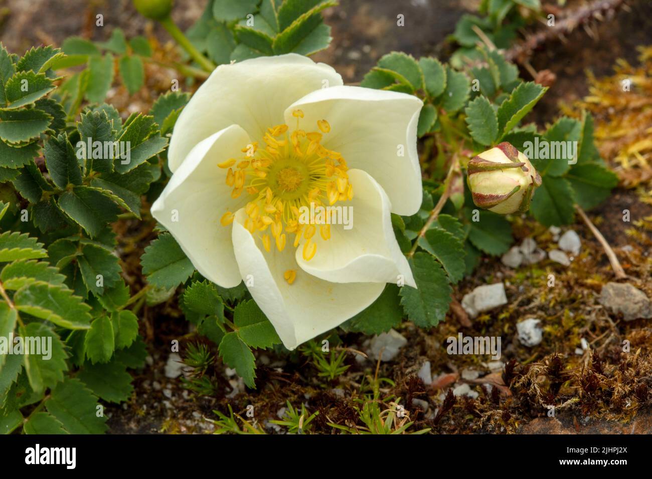 https://c8.alamy.com/comp/2JHPJ2X/delicate-rosa-spinosissima-scotch-rose-barrow-rose-fox-rose-wild-burnet-rose-natural-close-up-plant-portrait-2JHPJ2X.jpg
