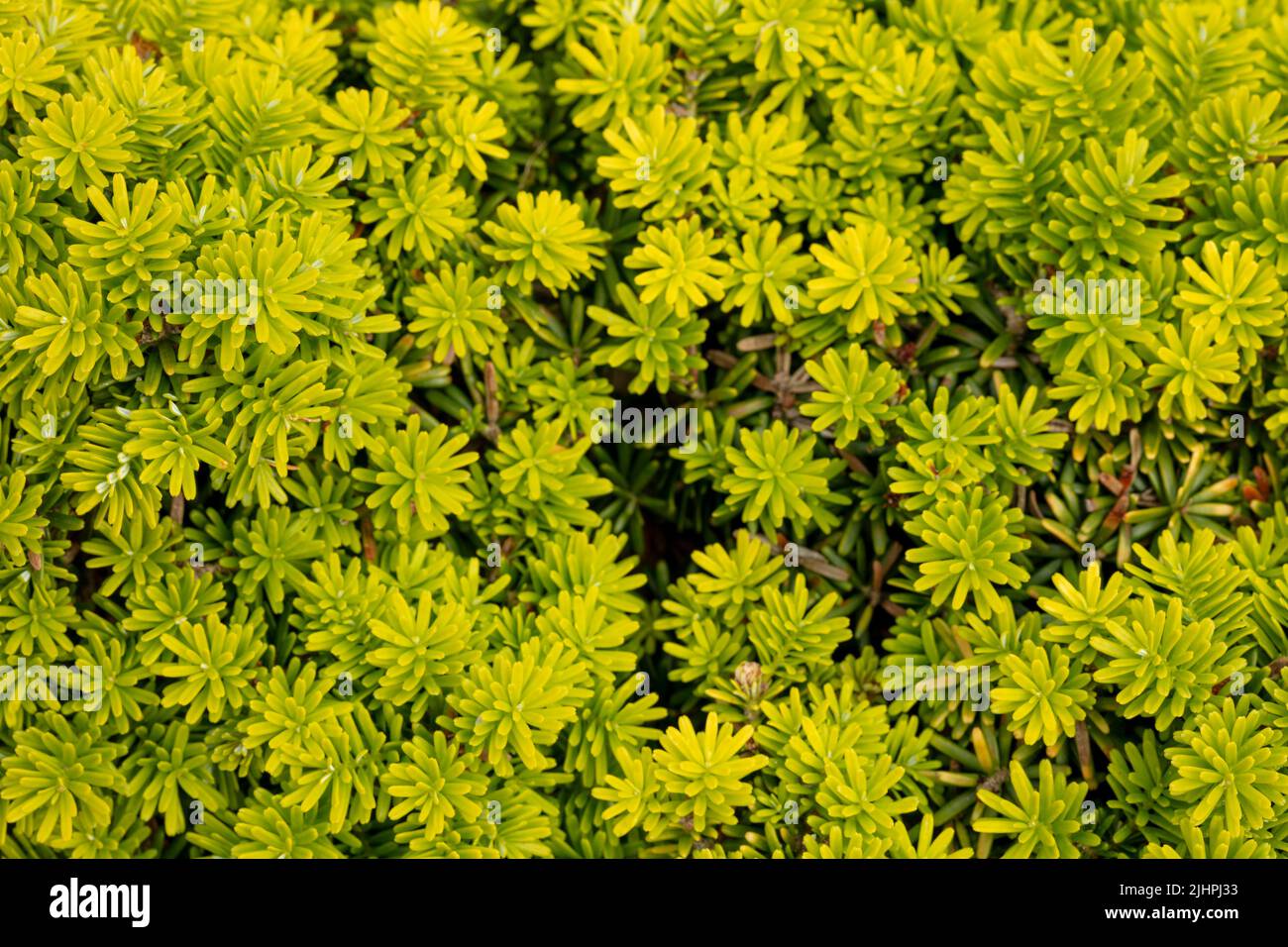 Macro structures and pattern of Abies koreana ‘Cis’, Korean fir ‘Cis’, natural environmental plant portrait Stock Photo