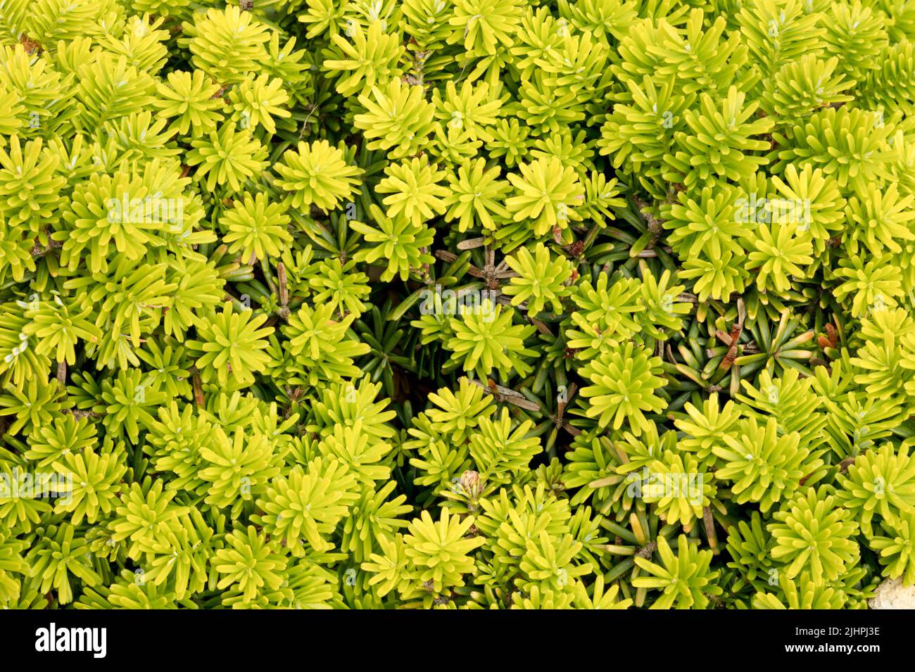 Macro structures and pattern of Abies koreana ‘Cis’, Korean fir ‘Cis’, natural environmental plant portrait Stock Photo