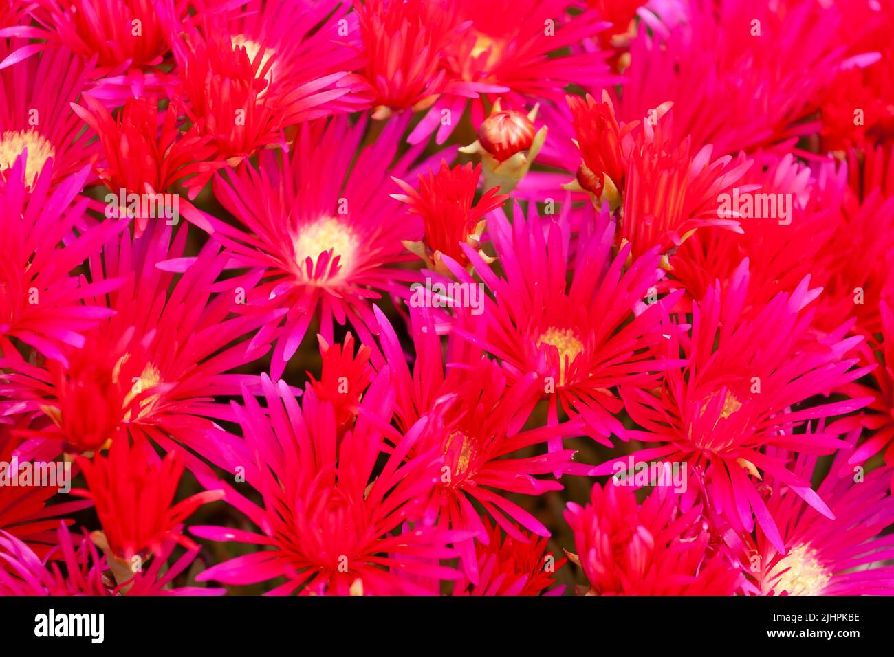 Hardy Ice Plant (Delosperma) growing on a wall in Castle Drive, St. Mawes, Cornwall, UK Stock Photo